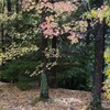 神戸市立森林植物園　その7