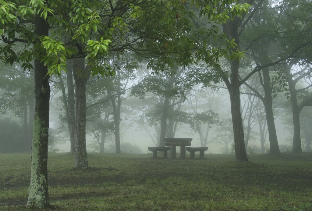 Fog in the woods part 2