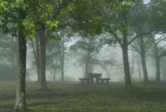 Fog in the woods part 2