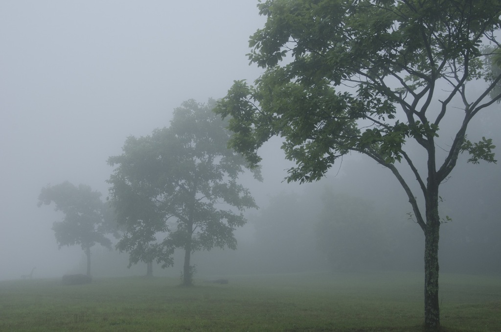 Fog in the woods part 3