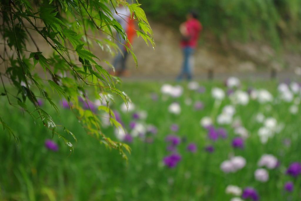 明月院の花菖蒲