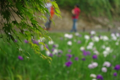 明月院の花菖蒲
