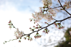 桜