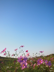 コスモスと秋の空