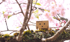 ダンボー、桜に歓喜