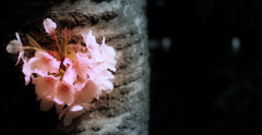 春花