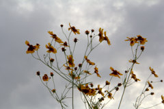 AIMG_0909
