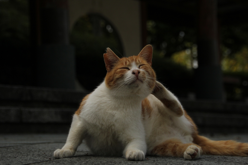 毛づくろい