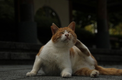 毛づくろい