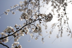 煌きの桜