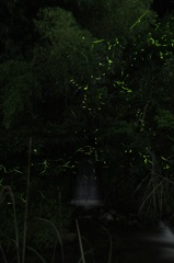 2013.06.05_牛頸ダム_003-1