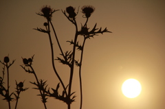 夕陽と野薊