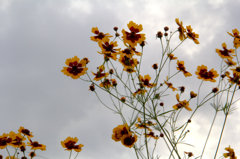 AIMG_0908
