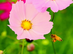 大忙しのミツバチ