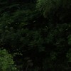 2013.06.05_牛頸ダム_004