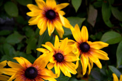AIMG_0999