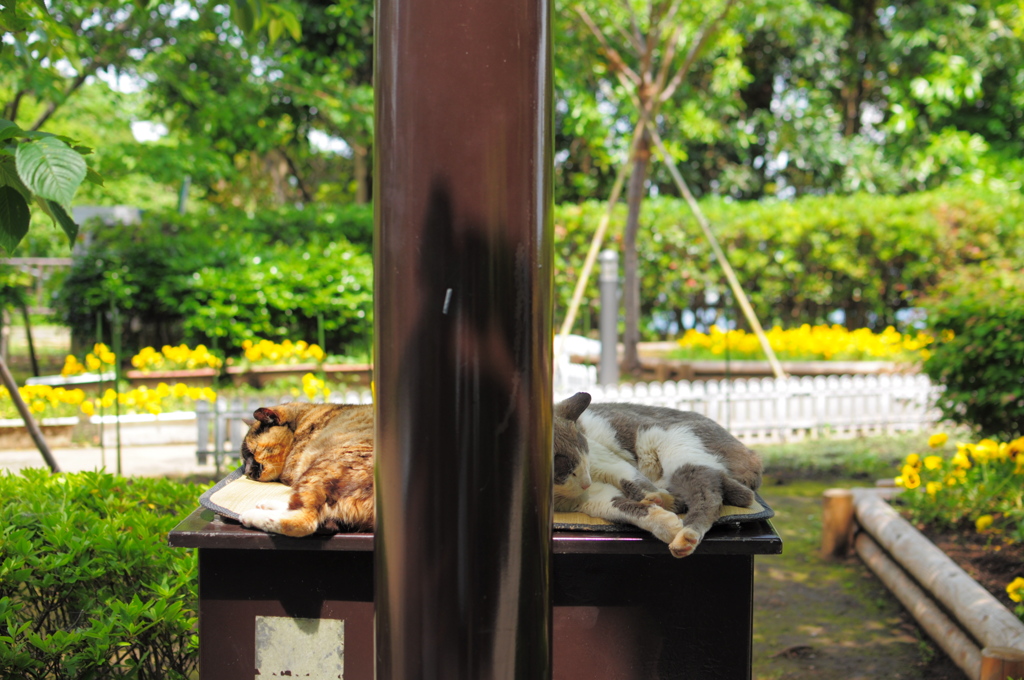 並んでｚｚｚ。