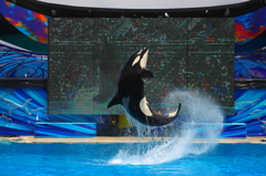 JUMPING SHAMU