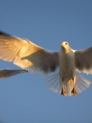 A Bird