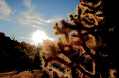 A CACTUS IN THE SUN