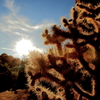 A CACTUS IN THE SUN