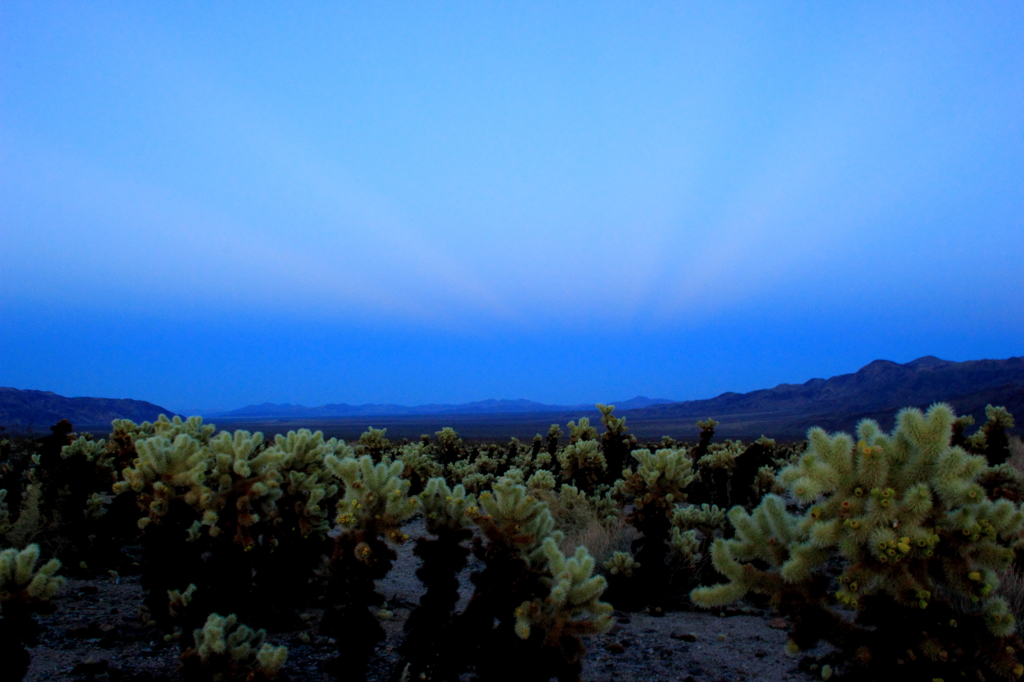 CHOLLA CACTUS GARDEN IN THE MAGIC HOUR