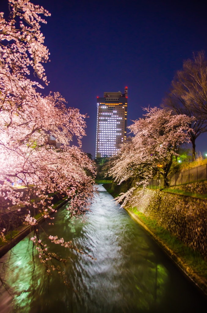 桜