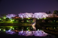 桜2