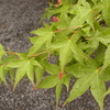 RIMG0389
