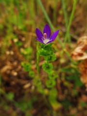 紫の花