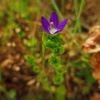 紫の花