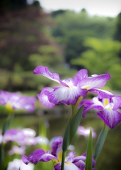 富士市中央公園　ハナショウブ