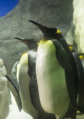 海遊館 キングペンギン