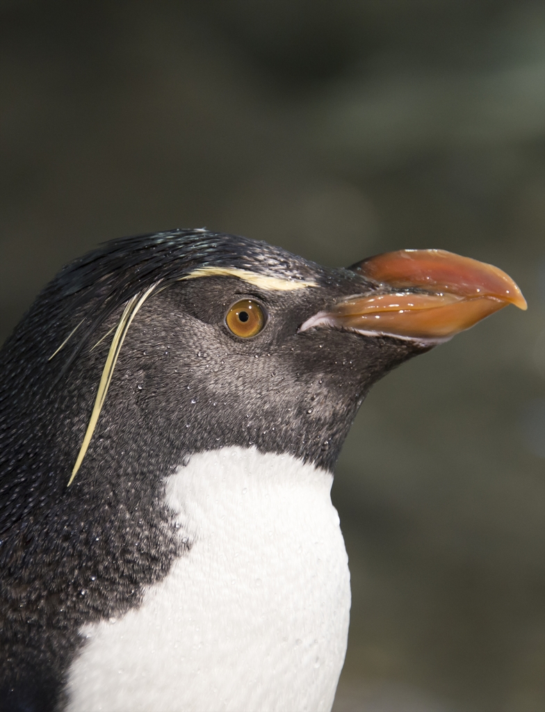 海遊館 イワトビペンギン
