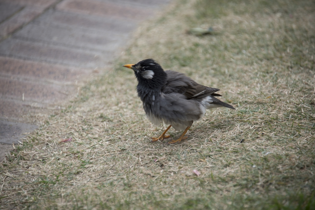 中之島公園バラ園 ムクドリ