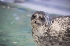 海遊館 アザラシ