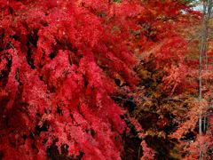 甲斐武田神社 紅葉