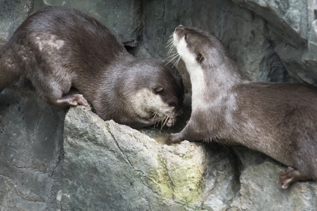 海遊館 カワウソ