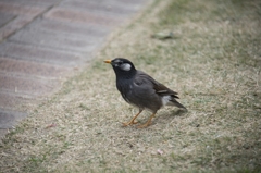 中之島公園バラ園 ムクドリ