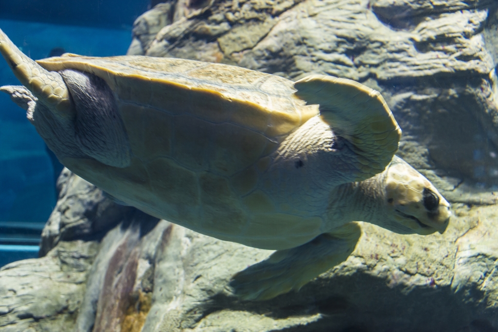 海遊館 アカウミガメ