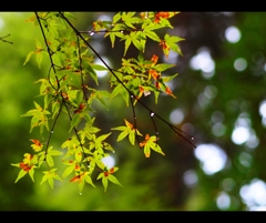 雨滴る青紅葉