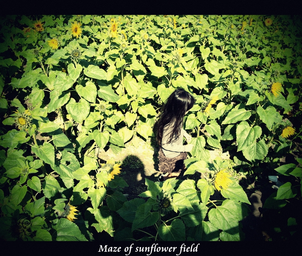 Maze of sunflower field