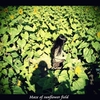 Maze of sunflower field