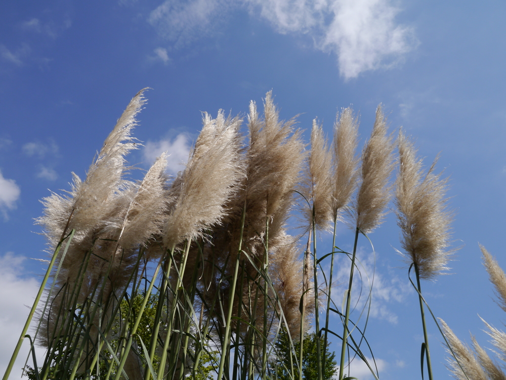 最後の夏日　戸川公園