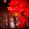 本土寺の紅葉6