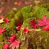 本土寺の紅葉4