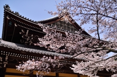 桜と南禅寺