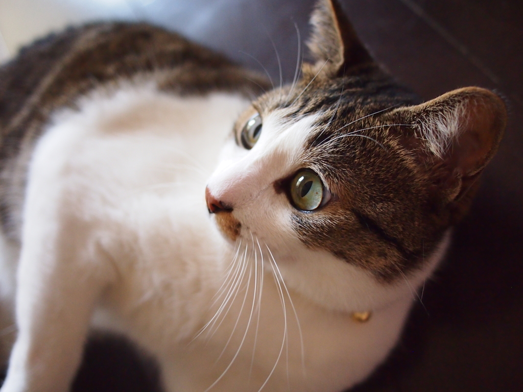 猫３