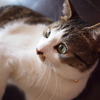 猫３