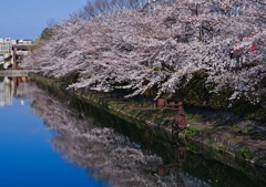 Cherry Blossoms in full